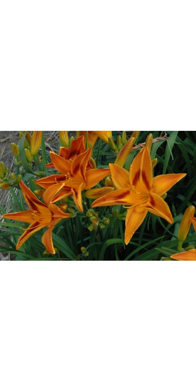 daylily blooms: WAKE ROBIN