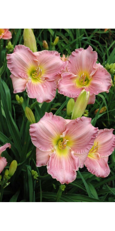 daylily blooms: SCINTILLATION IN PINK