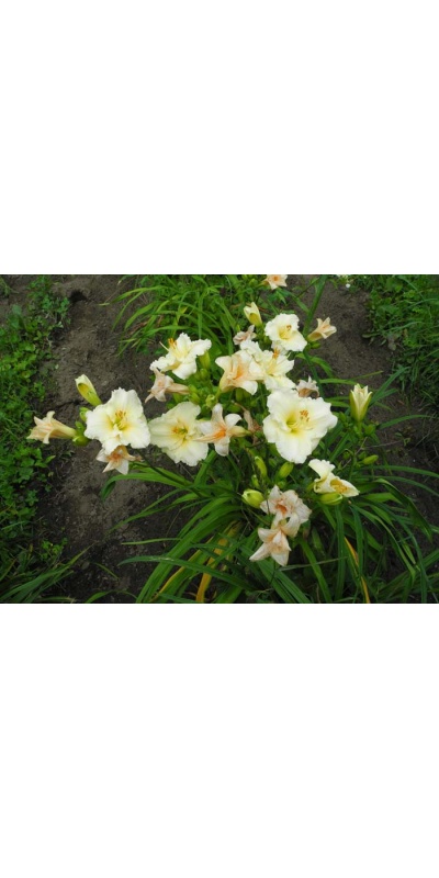 daylily blooms: TUESDAY