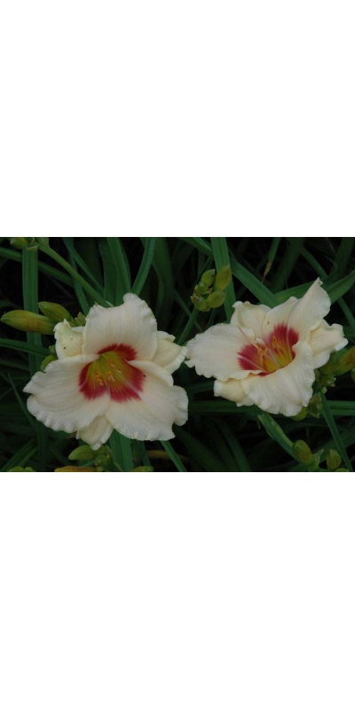 daylily blooms: WINK AND SMILE