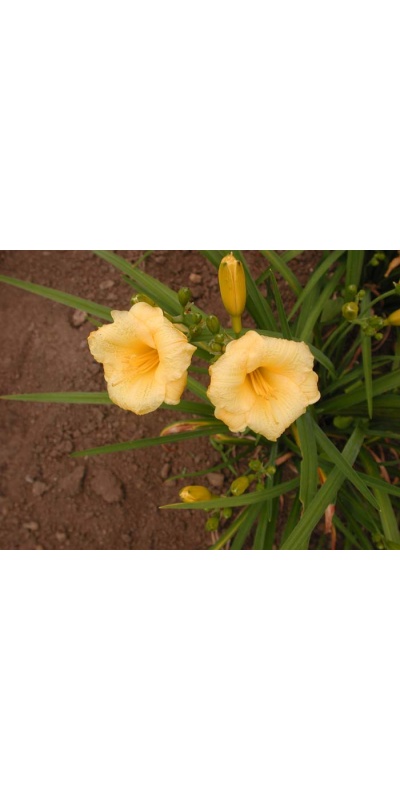 daylily blooms: MINI STELLA