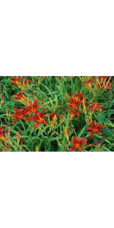 daylily blooms: NASHVILLE STAR