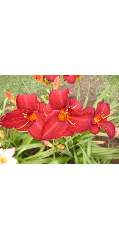 daylily blooms: OLALLIE ROYAL VELVET