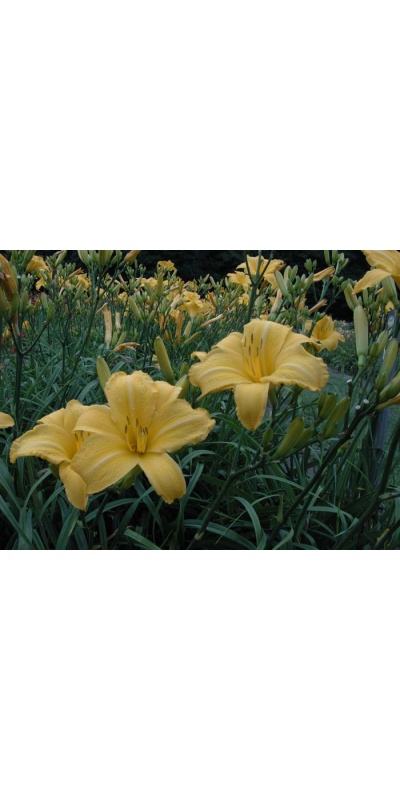 daylily blooms: OSCAR (VT)