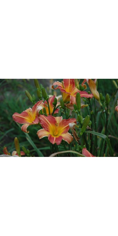 daylily blooms: RR RED (VT)
