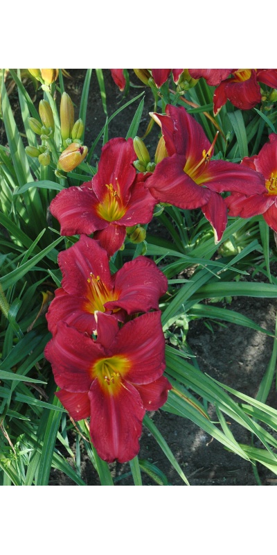 daylily blooms: ROLL TIDE (TO)