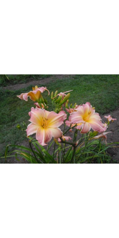 daylily blooms: ROSE RELIC (VT)