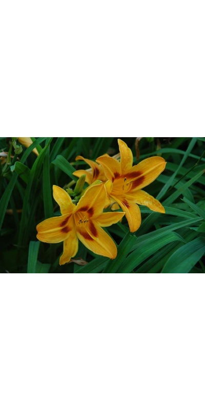 daylily blooms: SARATOGA SPRINGTIME