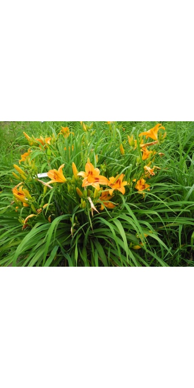 daylily blooms: blms