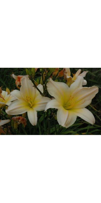 daylily blooms: SATIN GLASS