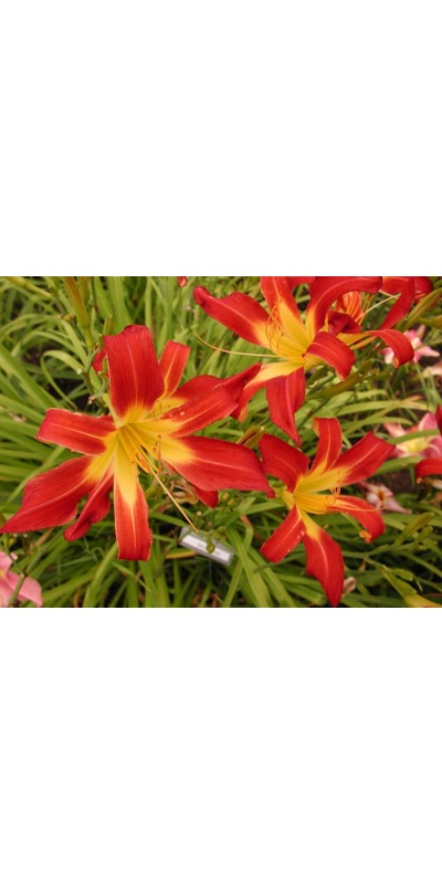 daylily blooms: SCORPIO II (VT)