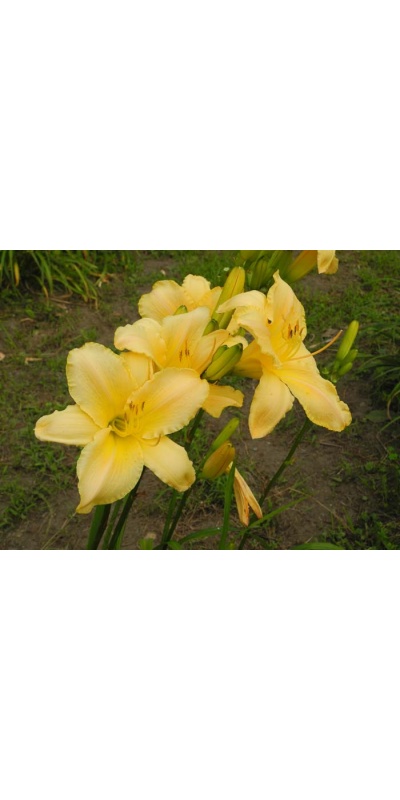 daylily blooms: SHA NA NA
