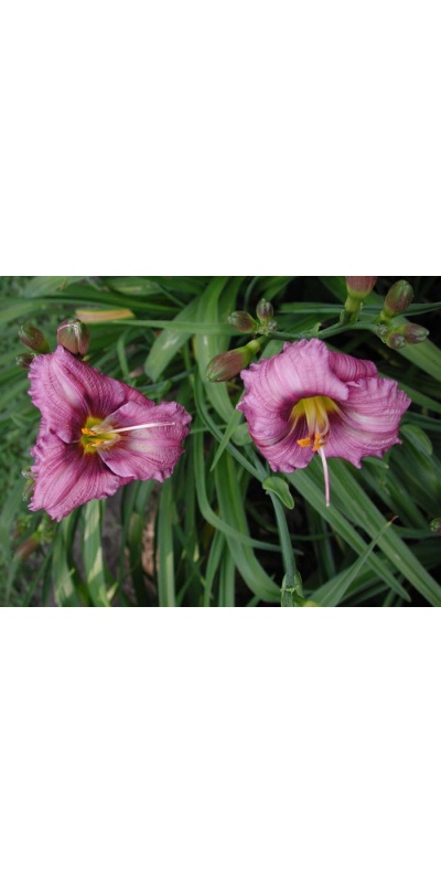 daylily blooms: SILOAM FINE ART