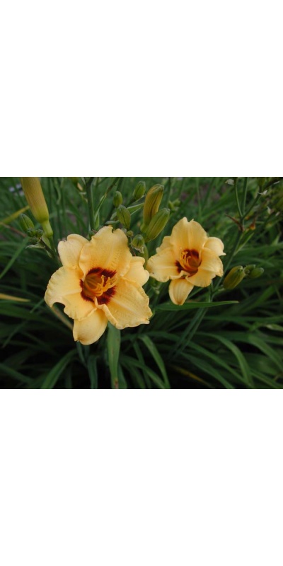 daylily blooms: SILOAM JUNE BUG