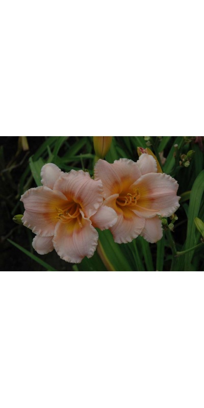 daylily blooms: SILOAM LITTLE GIRL