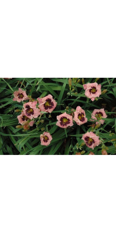 daylily blooms: SILOAM NIGHT RING
