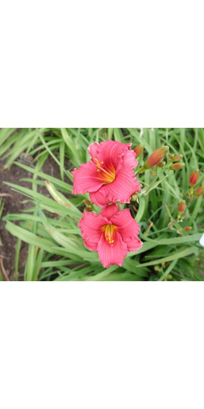 daylily blooms: SILOAM RED TOY