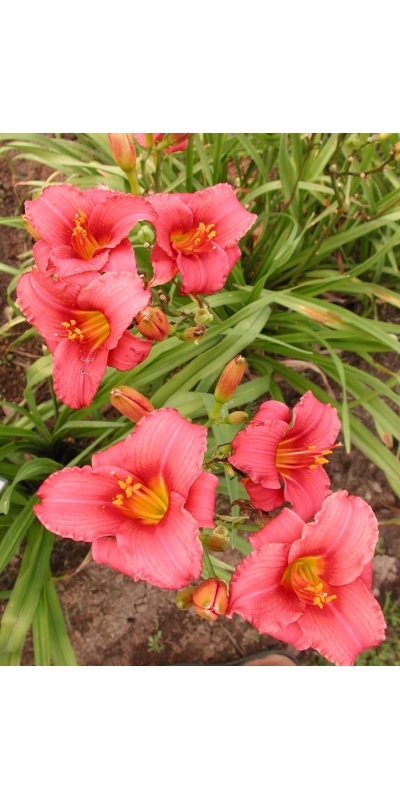 daylily blooms: SILOAM RED TOY