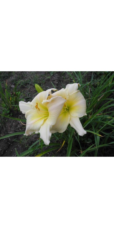 daylily blooms: SILVER SUMMER (VT)