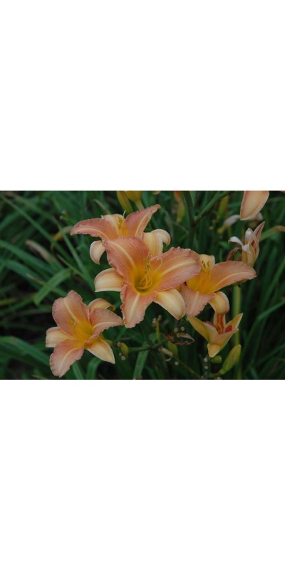 daylily blooms: SOPHIE (VT)