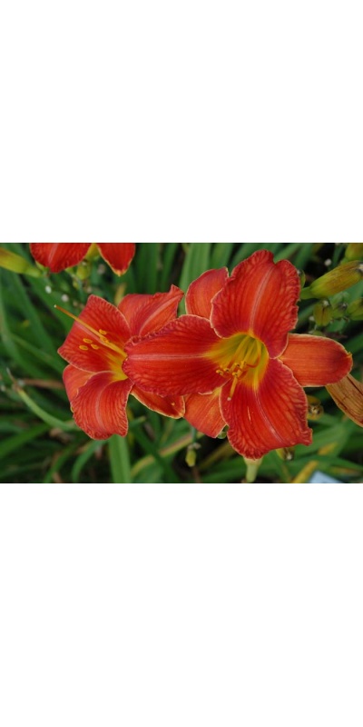 daylily blooms: SPOKEN VOW (VT)