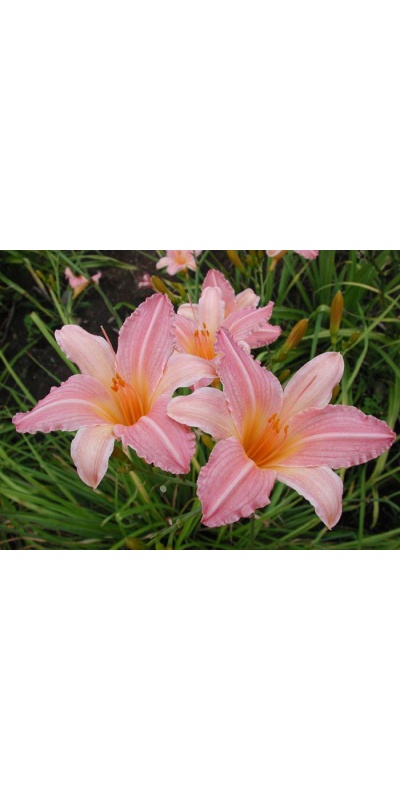 daylily blooms: SPUN SUGAR (VT)
