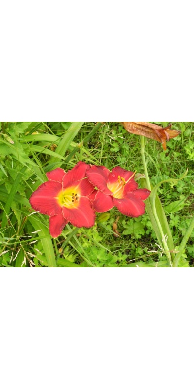 daylily blooms: STUDY IN SCARLET