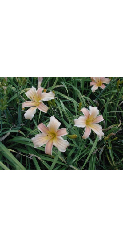 daylily blooms: SUGARED SANDSTONE (VT)