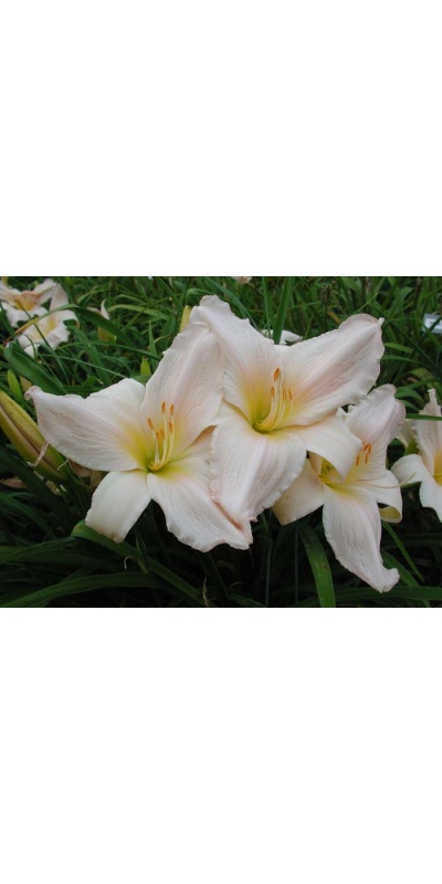 daylily blooms: TENDER LOVE