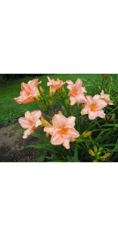 daylily blooms: TERI ELLIS
