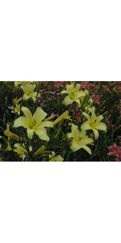 daylily blooms: TETRINA'S DAUGHTER