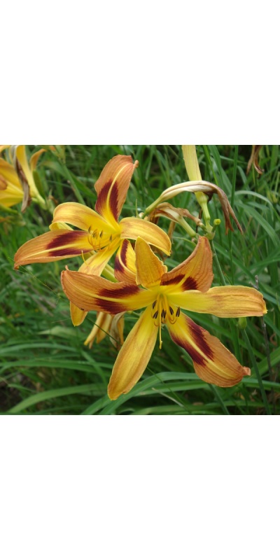 EASTERN SUNBURST (VT)