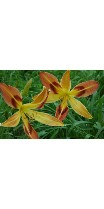 EASTERN SUNBURST (VT)