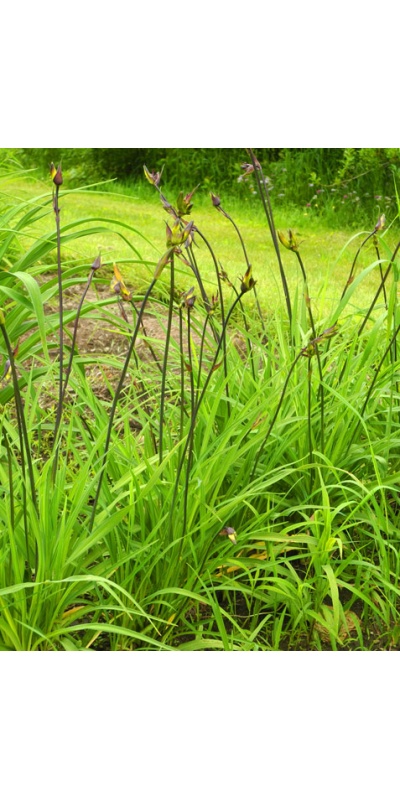 OLALLIE BABALOO (EB 22-9-01) (VT)