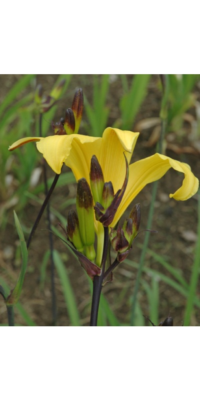 OLALLIE BABALOO (EB 22-9-01) (VT)