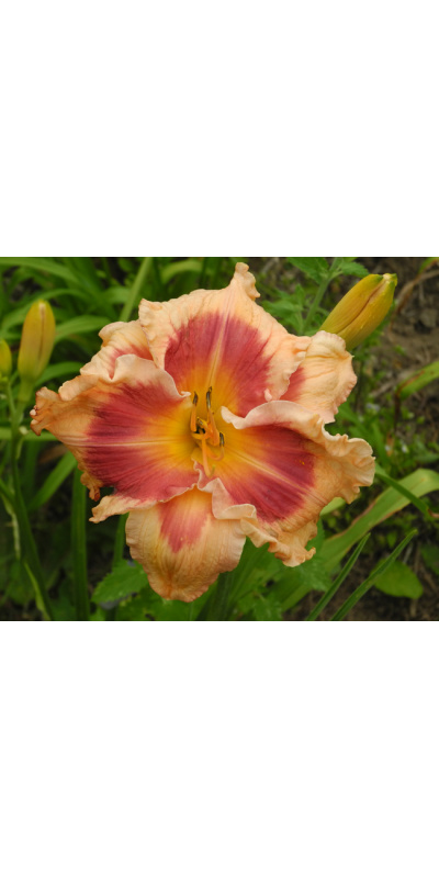 flamboyant-eyesa650px