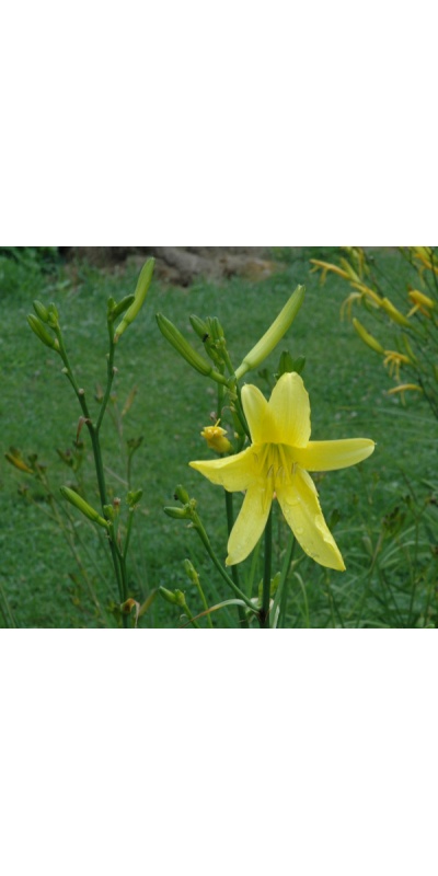 H. hakunensis  X H. citrina