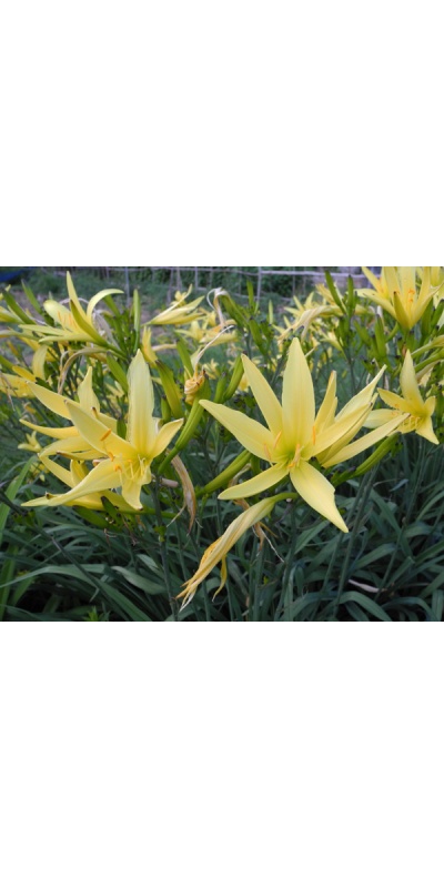 Hemerocallis citrina