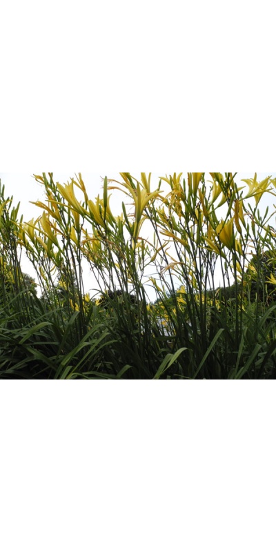 Hemerocallis citrina