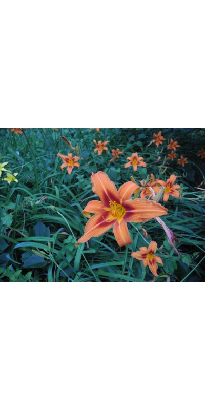 H. FULVA (mystery)