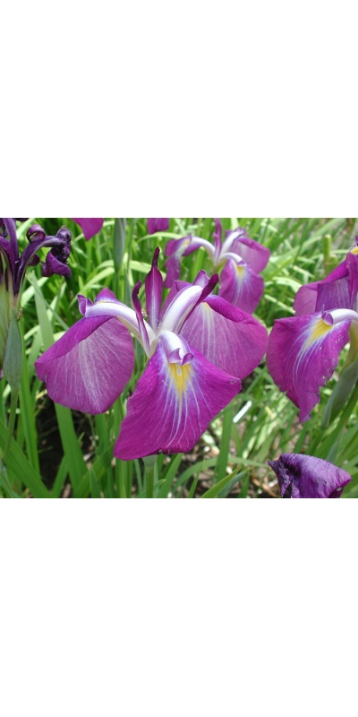 2nd Year Iris ensata