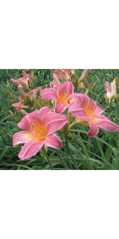 KATOO'S ROSE (VT)