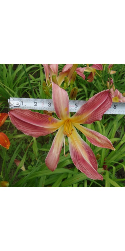 OLALLIE KAREN'S KINDLY LIGHT (UP-11-6-19)