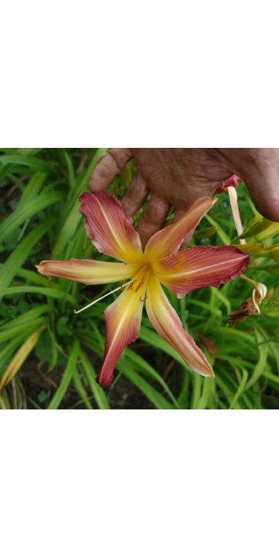 OLALLIE KAREN'S KINDLY LIGHT (UP-11-6-19)