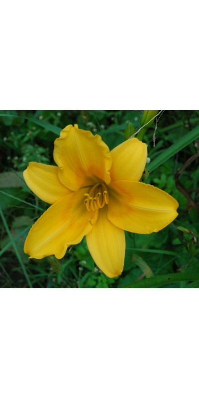 OLALLIE AUGUST ROSE