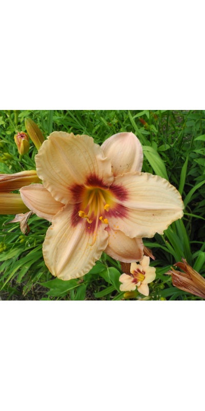 OLALLIE CAROL JEAN (3-6-25-2015)