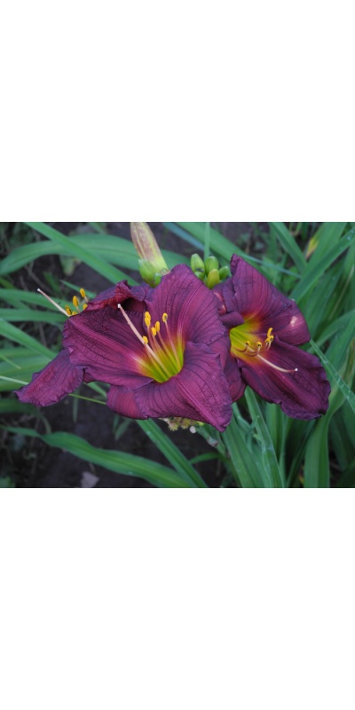 OLALLIE CLASSIC JOYFUL BEAUTY (37-11)