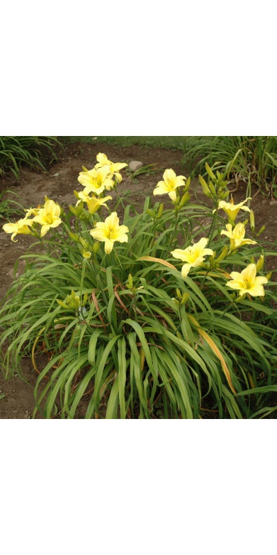 OLALLIE LIME