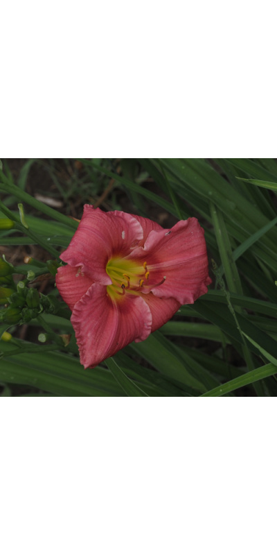 o-wendy-0624-500px