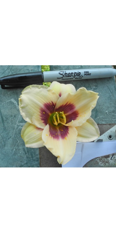 OLALLIE EDY'S CIRCUS (46-07)